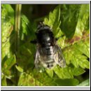 Merodon equestris - Narzissenschwebfliege 24.jpg